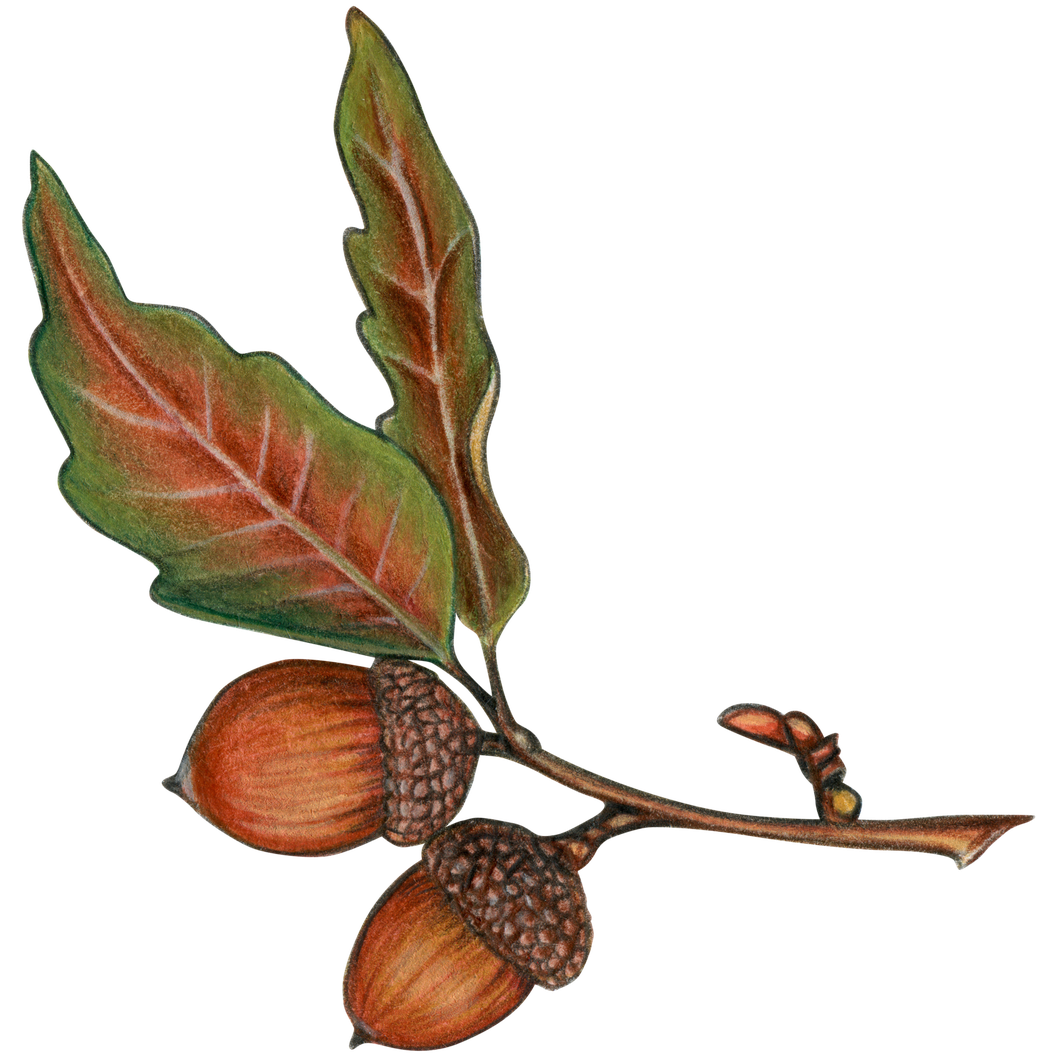 Acorn Oak Png Image Hd (black)