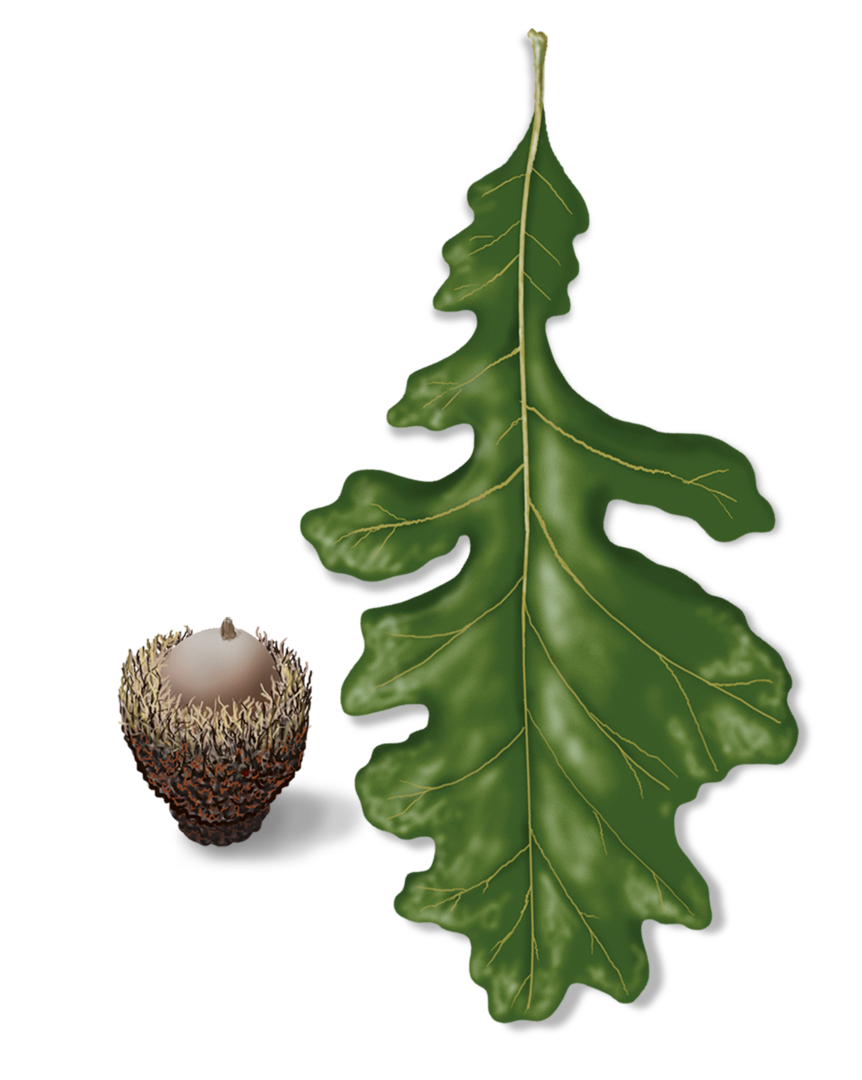 Acorn Oak Png Images Hd (black, green, olive)