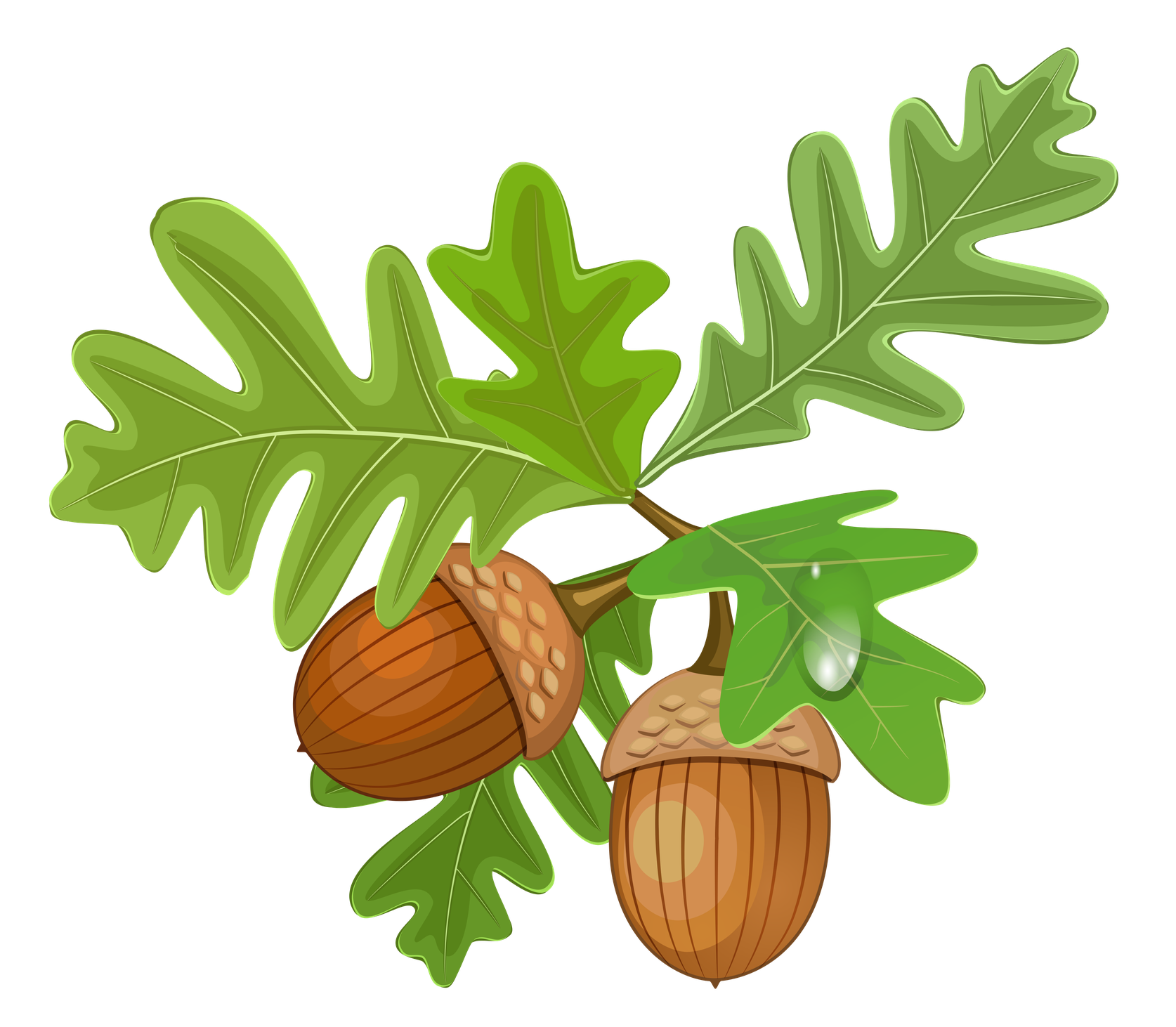 Acorn Png Background Image (black, olive)