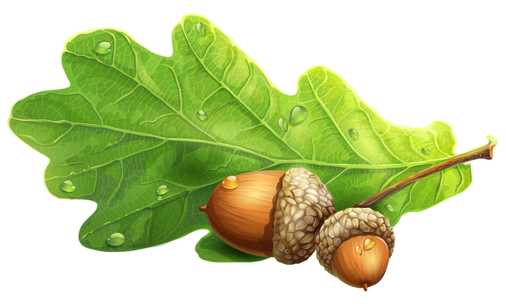 Acorn Png Photo (black, olive)