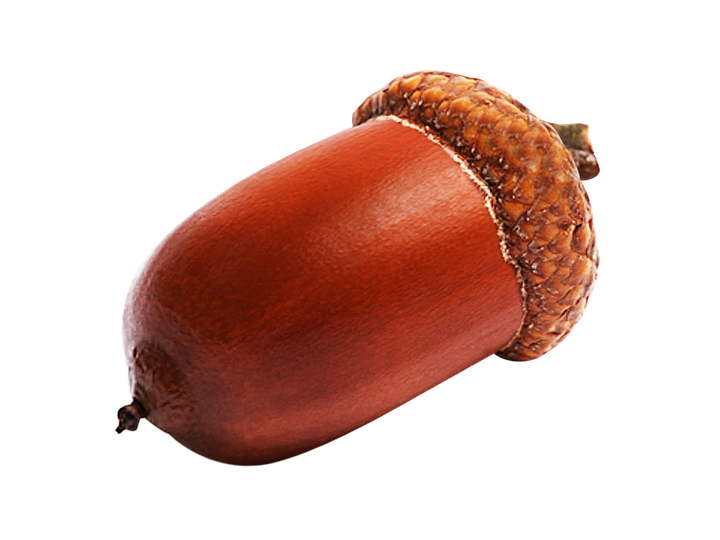 Acorn Png Picture (maroon, black, chocolate)