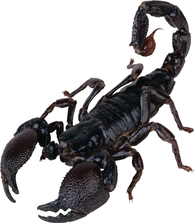 Scorpion Arachnids Png File (black)