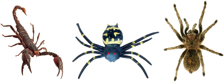 Scorpion Arachnids Png Isolated File (black)