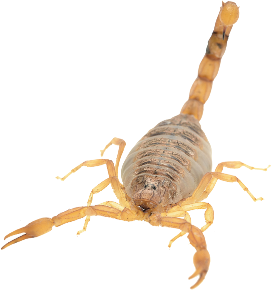 Scorpion Arachnids Png Isolated Image (black)