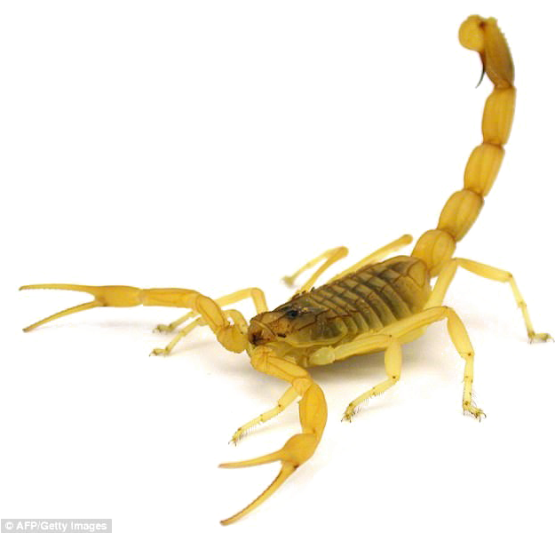 Scorpion Arachnids Png Isolated Pic (black, silver, white)