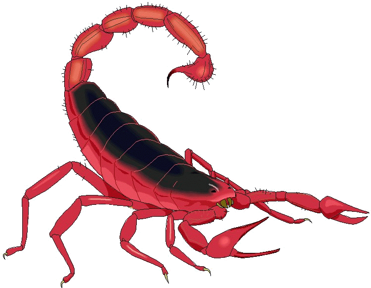 Scorpion Arachnids Png Pic (black)