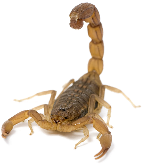 Scorpion Arachnids Transparent Png (black, white)