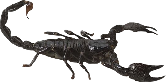 Scorpion Png Free Download (black, white)