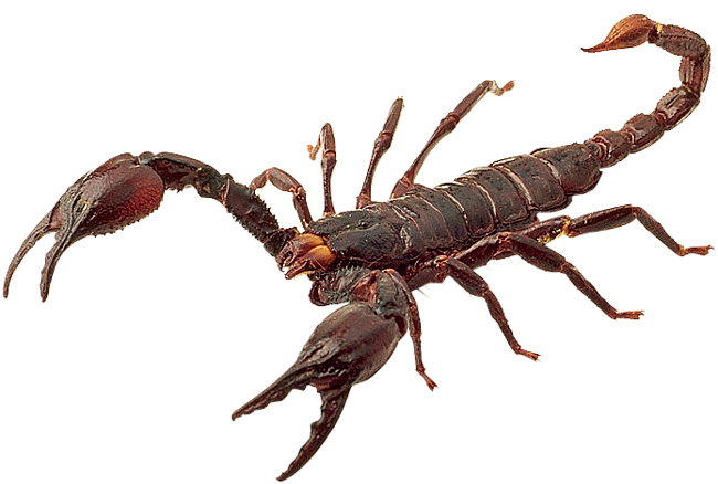 Scorpion Png Hd (black)