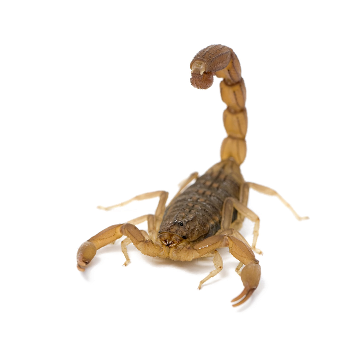 Scorpion Png Picture (black, white)