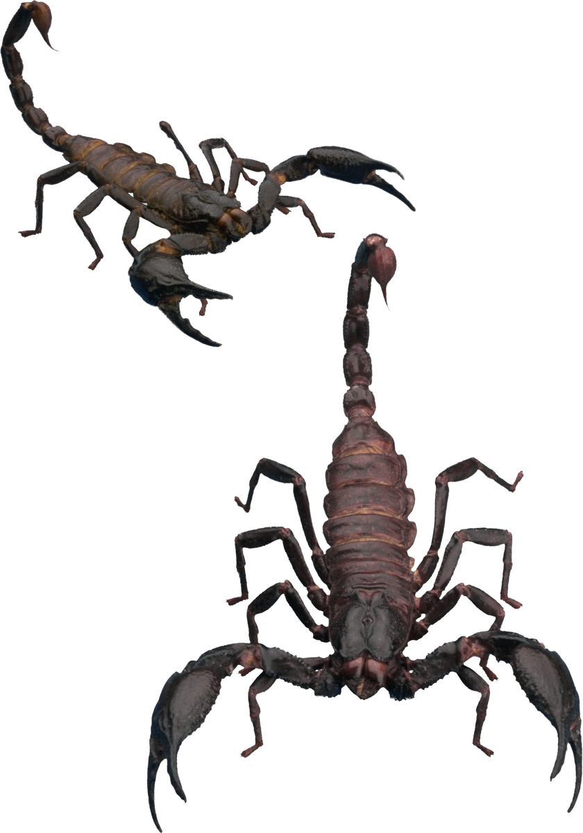 Scorpion Transparent Background 1 (black)