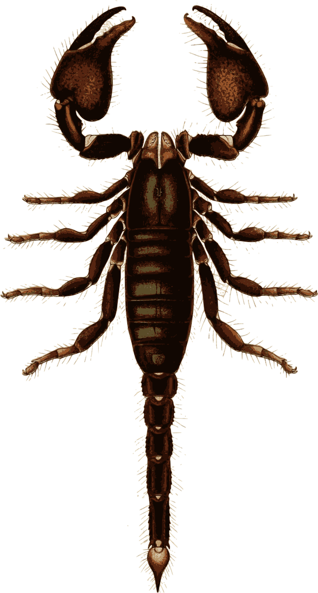 Scorpions Png Hd Isolated (black)