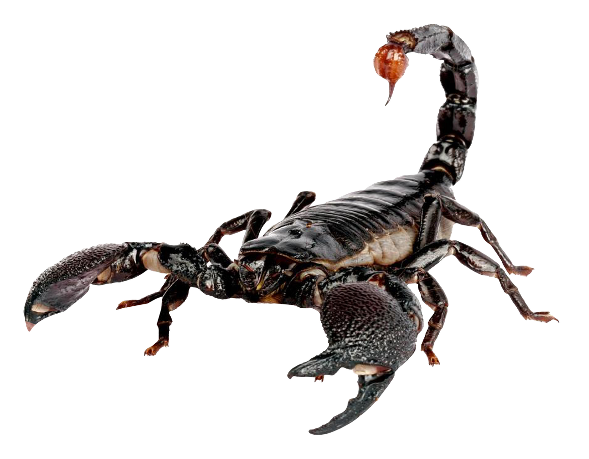 Scorpions Png Isolated Picture (black)