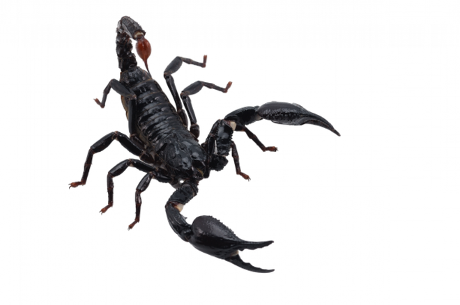 Scorpions Png Transparent (black)