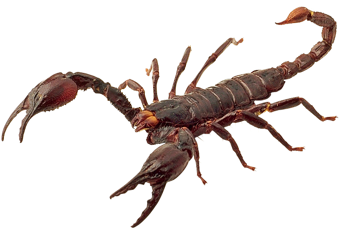 Scorpions Transparent Isolated Background (white)