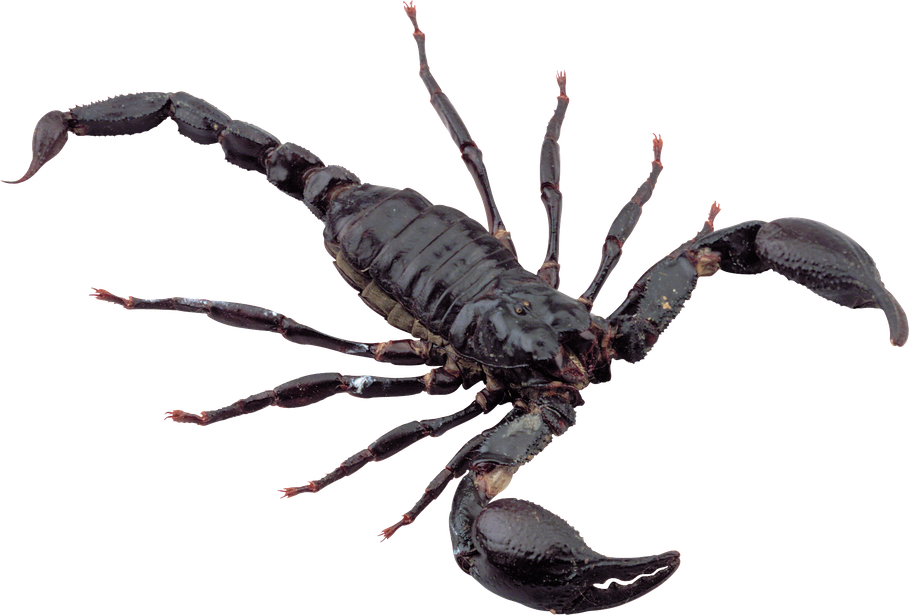 Scorpions Transparent Isolated Images Png (black)