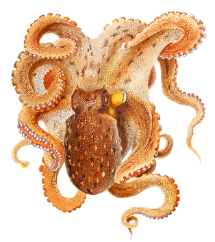 Octopus Png Image (black)