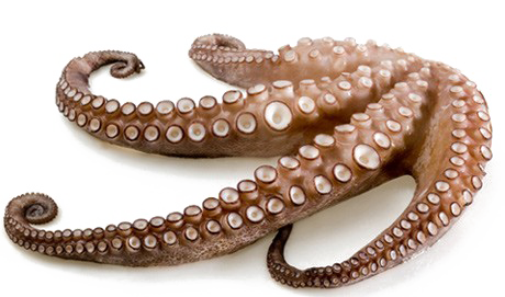 Octopus Tentacles Png Free Download (white)