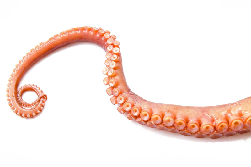 Octopus Tentacles Png Transparent Image (white)