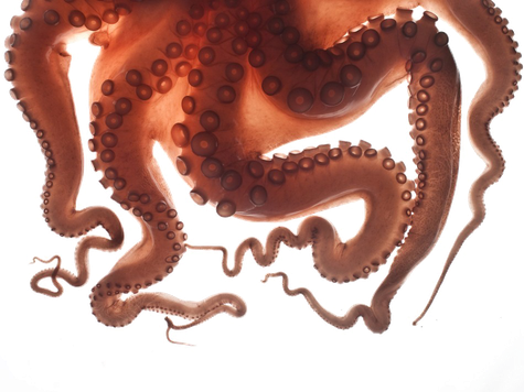 Octopus Tentacles Transparent Background (white, black)