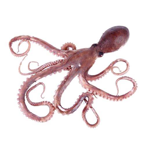 Octopus Toy Png Clipart (white)