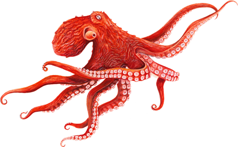 Octopus Transparent Background (black)