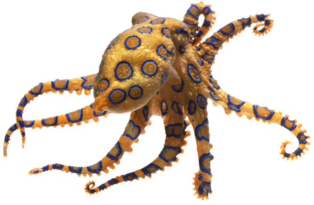 Octopus Transparent Png (black)