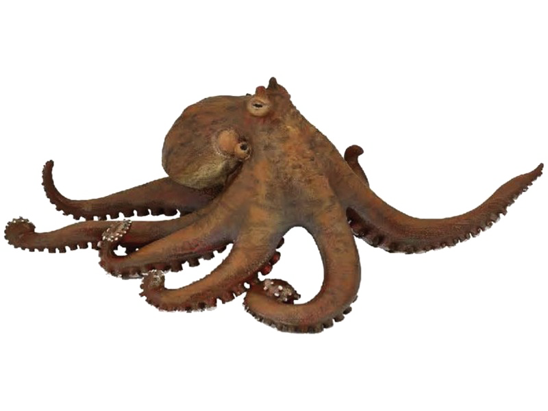 Octopuse Png File (white, maroon, olive)