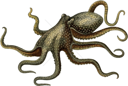 Octopuse Png Isolated Pic (black)