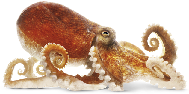 Octopuse Png (black)