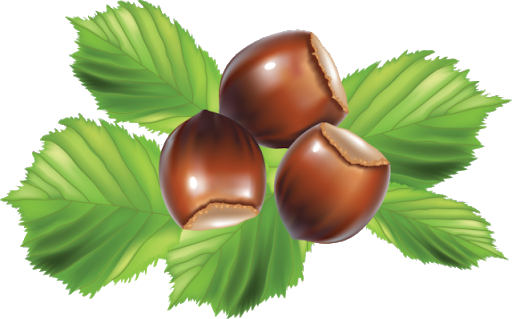 Edible Hazelnut Png Image (olive, black, gray)