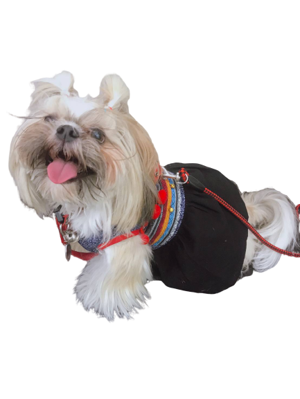 Adorable Companion Dog Png (black)