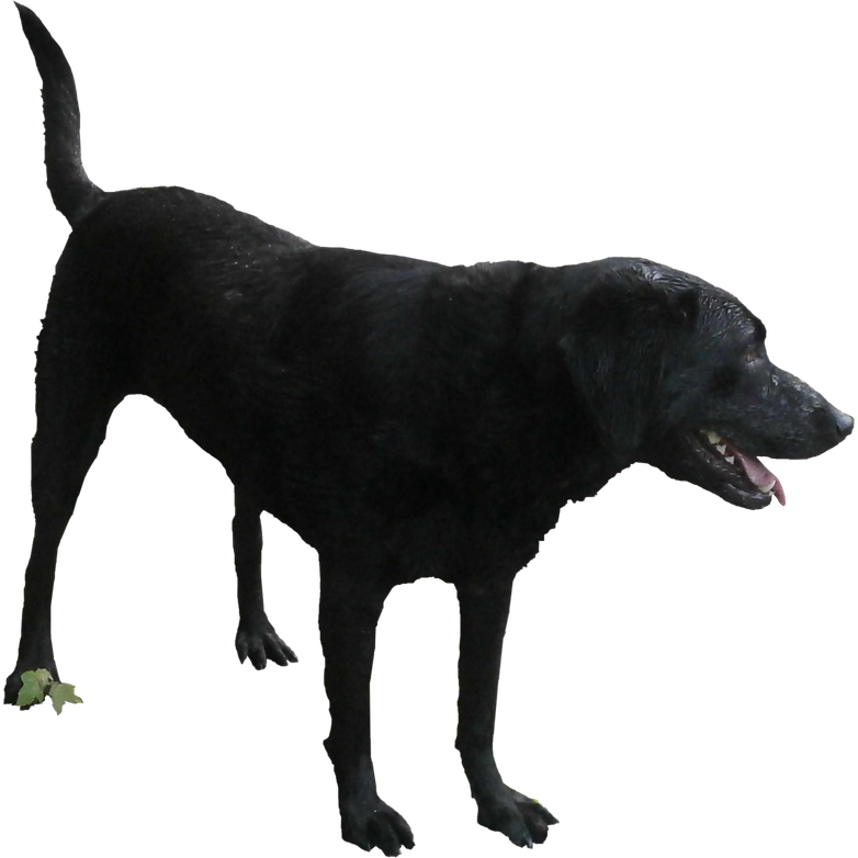 Adult Black Dog Transparent Png (black)