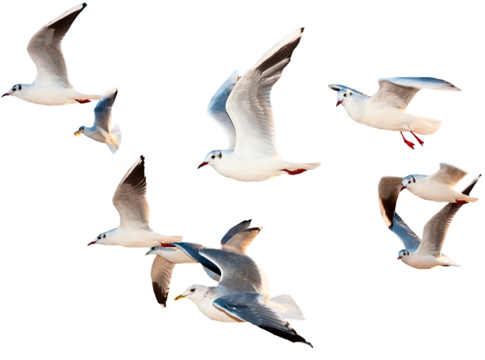 Sea Ocean Birds Png Images (black)