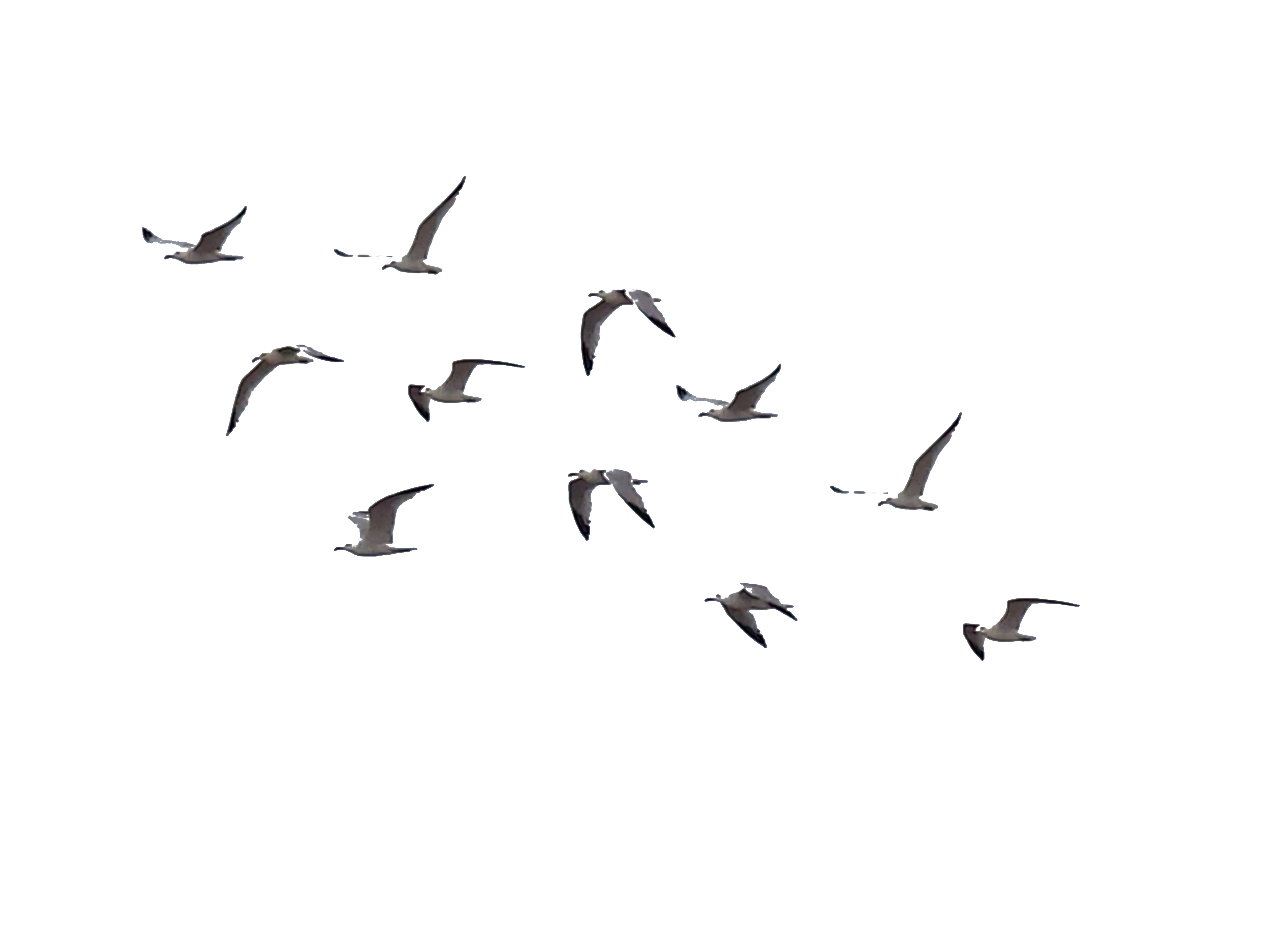 Sea Ocean Birds Png Pic (lavender, white)