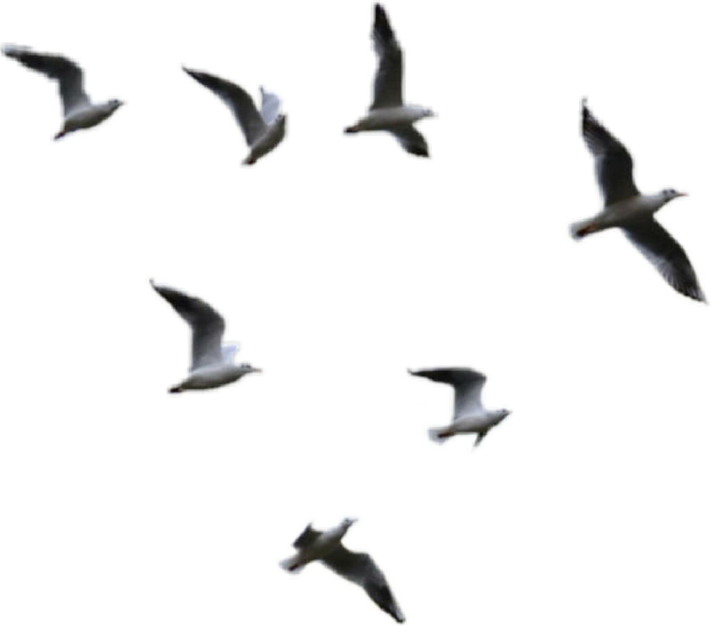 Sea Ocean Birds Png Picture (black)