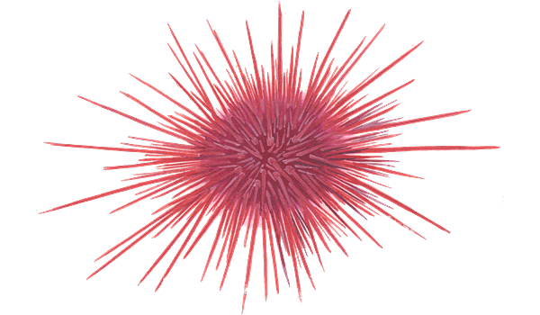 Sea Urchin Png Clipart (gray)