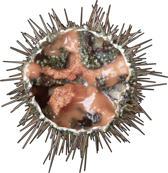 Sea Urchin Png Free Download (black)