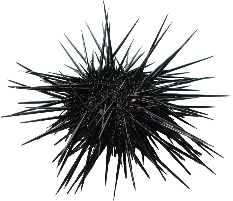 Sea Urchin Png Hd (black)