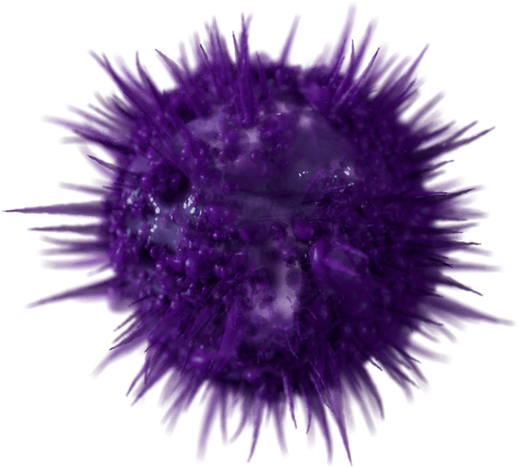 Sea Urchin Png Isolated File (black, navy)