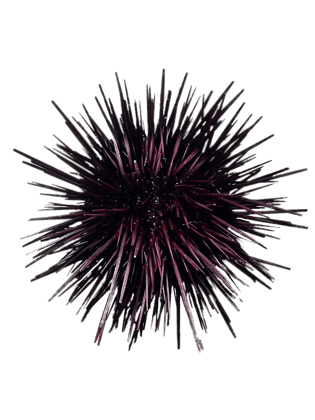 Sea Urchin Png Isolated Hd (gray)