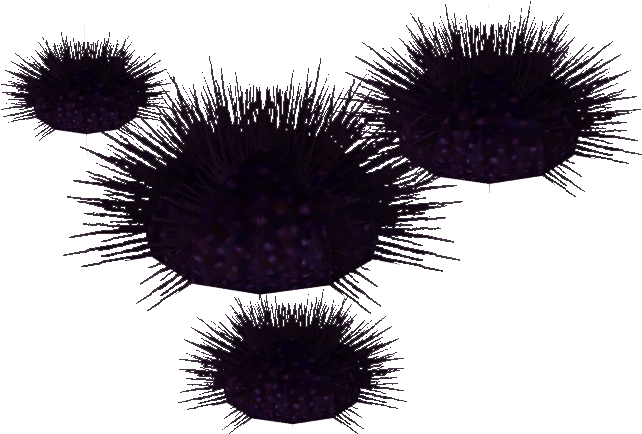 Sea Urchin Png Isolated Image (black)