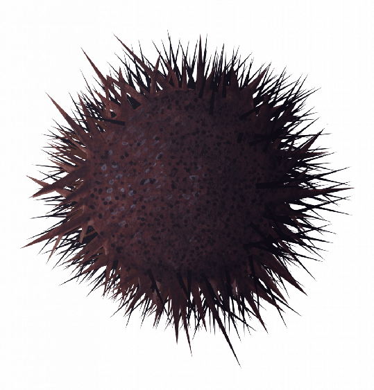 Sea Urchin Png Isolated Pic (black)