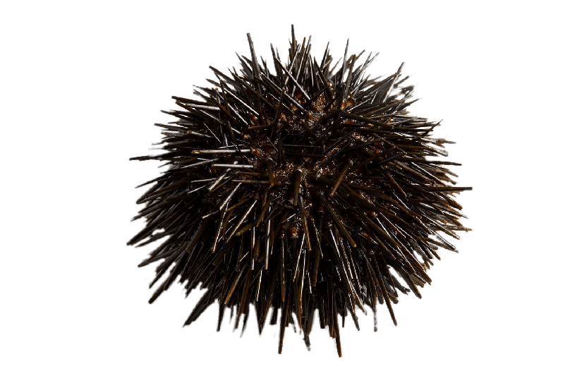 Sea Urchin Png Photos (gray)