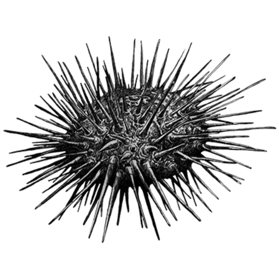 Sea Urchin Png Picture (black)