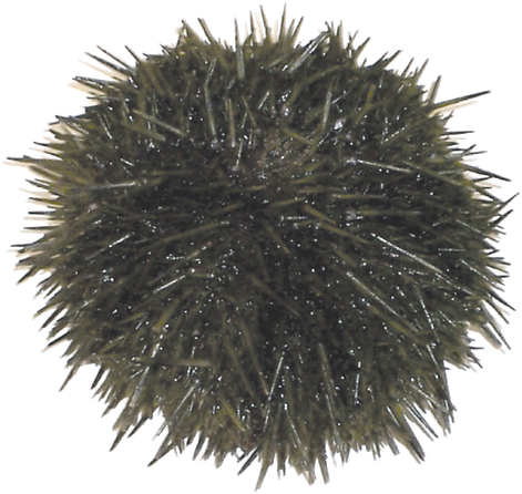 Sea Urchin Png Transparent (black, indigo)