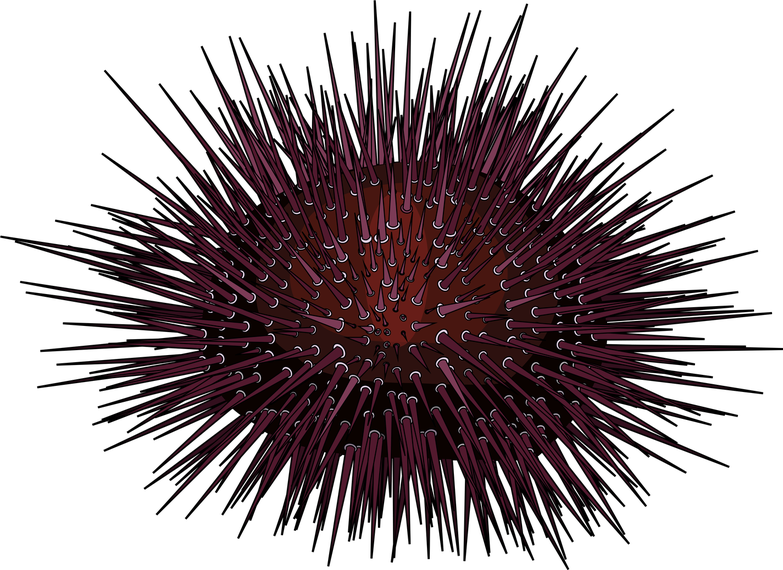 Sea Urchin Png (black)