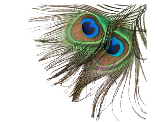 Peacock Feather Background Png (black)