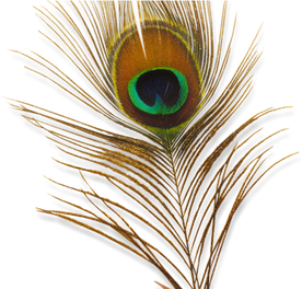 Peacock Feather Png Clipart (black)