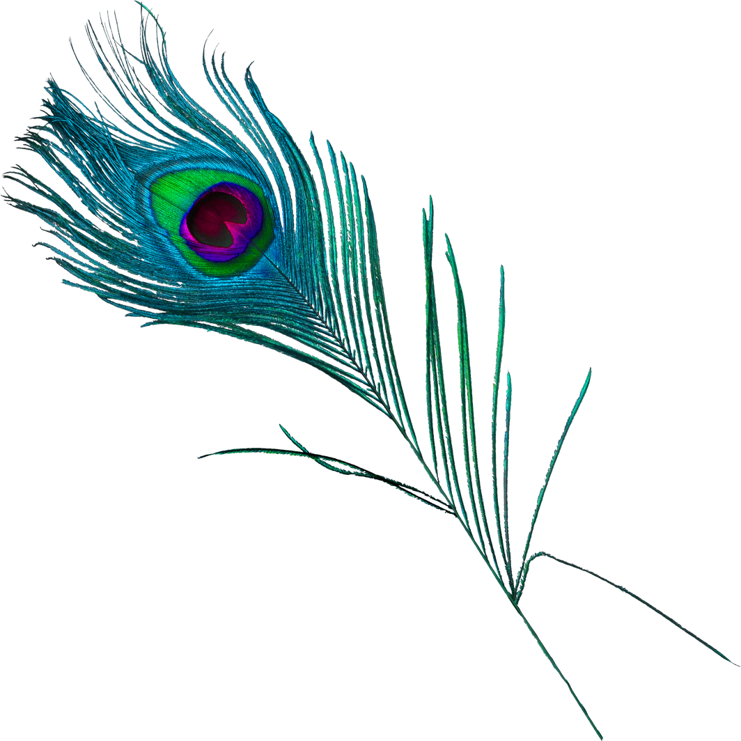 Peacock Feather Png Free Download (black)